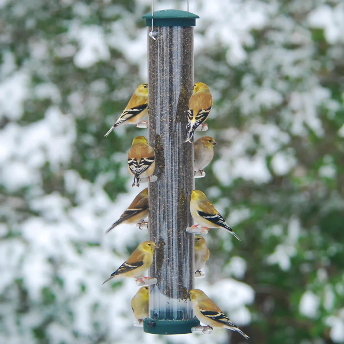 Aspects Spruce Finch Tube Feeder, 2 Sizes to Choose